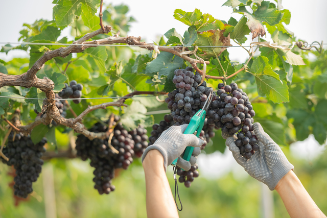 Poda e Enxertia em Viticultura