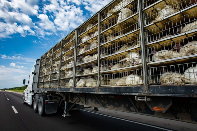 Proteção dos Animais em Transporte de Longa Duração – Ruminantes e Equinos ou Suínos ou Aves